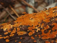 Botryobasidium simile thumbnail 3