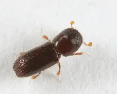 Xyleborinus attenuatus thumbnail 4