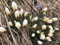 Yellow Crocus thumbnail 1