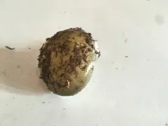Russula graminea thumbnail 4