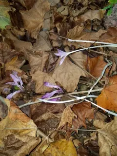 Autumn Crocus thumbnail 3