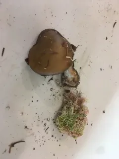 Thaxterogaster sphagnophilus thumbnail 4