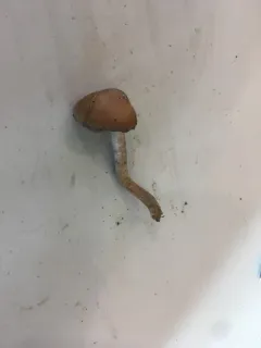 Cortinarius pallidostriatus thumbnail 4