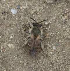Wellesley Miner Bee thumbnail 4