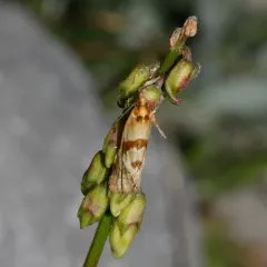Smeathmann's Aethes Moth thumbnail 2