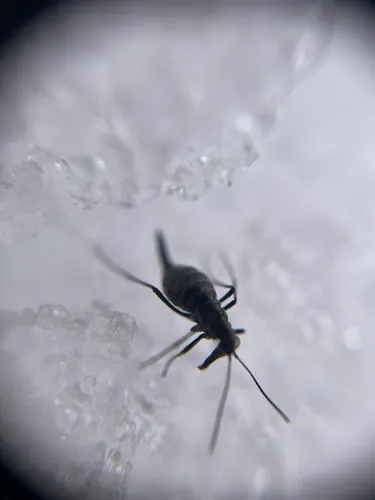 Boreus coloradensis