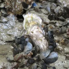Pacific Oyster thumbnail 4