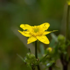 Western Buttercup thumbnail 3