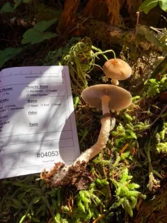 Stropharia albivelata thumbnail 2