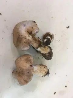 Cortinarius fructuodorus thumbnail 3