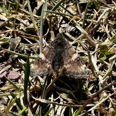 Infant Moth thumbnail 4