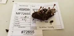 Psathyrella lutensis thumbnail 2