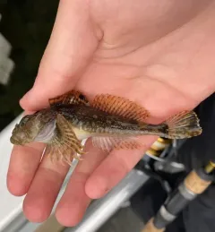 Padded Sculpin thumbnail 2