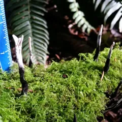 Candlesnuff Fungus thumbnail 2