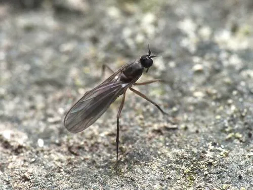 Roederiodes recurvatus