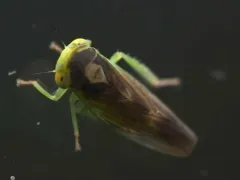 Populicerus stellaris thumbnail 2