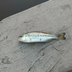 Large-mouth Black Bass