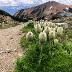 white pasqueflower thumbnail 2