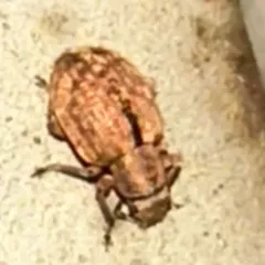 Nut Leaf Weevil thumbnail 3