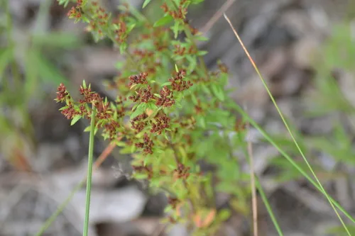 Thymeleaf Pinweed