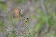 Leggett's Pinweed thumbnail 2