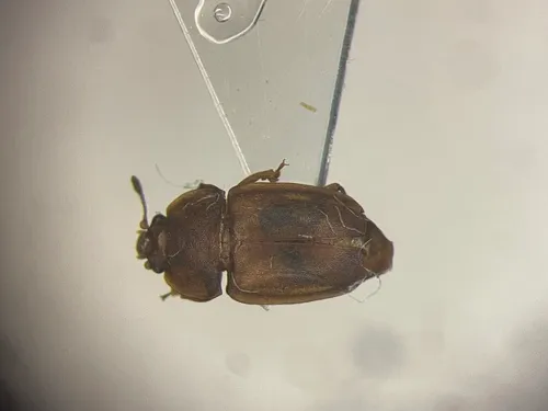 Epuraea alternata