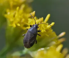 Stygnocoris rusticus thumbnail 1