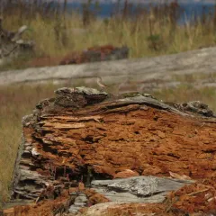 Rock Wren thumbnail 4