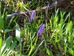 spring crocus thumbnail 3
