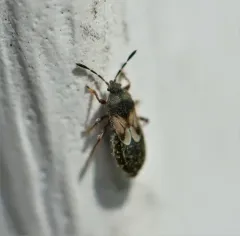 Chinch Bug thumbnail 1