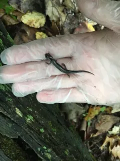 Wehrle's Salamander thumbnail 2