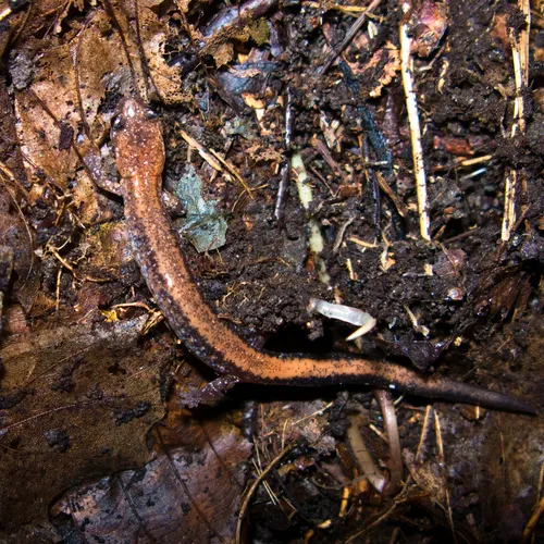 Eastern Red-backed Salamander
