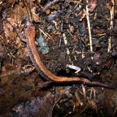 Eastern red-backed salamander