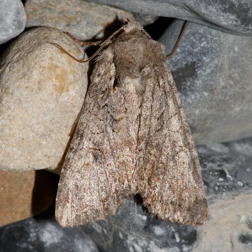 Garden Arches Moth