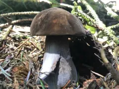 Oregon Dusky Bolete thumbnail 2