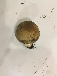 Russula viridofusca thumbnail 4