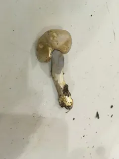 Phlegmacium albescens thumbnail 4