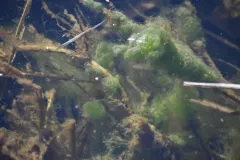 Chaetophora tuberculosa thumbnail 2