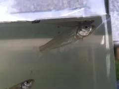 Bullhead Minnow thumbnail 3