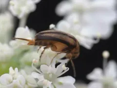 Mordellistena limbalis thumbnail 4