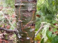 Marmara oregonensis thumbnail 4
