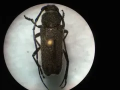 Grizzled Long-horned Beetle thumbnail 1