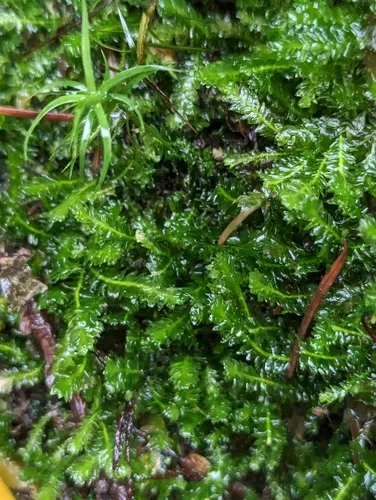 Toothed Plagiothecium Moss