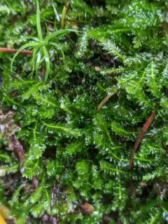 Toothed Plagiothecium Moss thumbnail 1