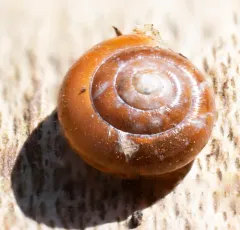 Quick Gloss Snail thumbnail 2