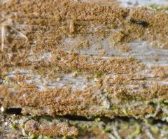 Hairy Pimple thumbnail 2