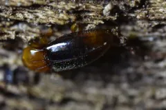 Rhanidea unicolor thumbnail 4