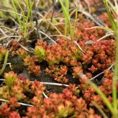 Mossy Stonecrop thumbnail 4