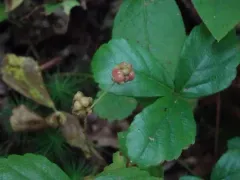 swamp dewberry thumbnail 4