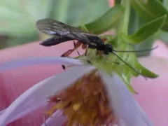Schizopyga frigida thumbnail 2